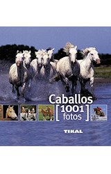 Papel CABALLOS (COLECCION 1001 FOTOS) (CARTONE)