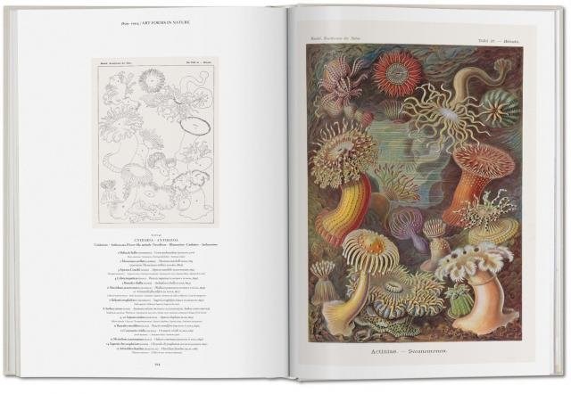 Papel THE ART AND SCIENCE OF ERNST HAECKEL