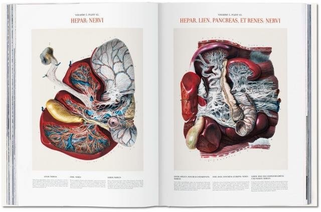 Papel ATLAS OF HUMAN ANATOMY AND SURGERY