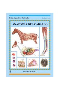 Papel Anatomia Del Caballo