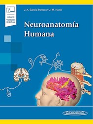 Papel Neuroanatomía Humana