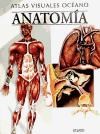 Papel Atlas Visual Anatomia