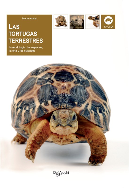 E-book Las Tortugas Terrestres