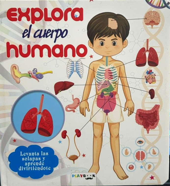 Papel EXPLORA EL CUERPO HUMANO LEVANTA LAS SOLAPAS Y APRENDE DIVIRTIÉNDOTE