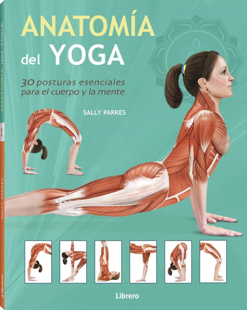 Papel Anatomia Del Yoga