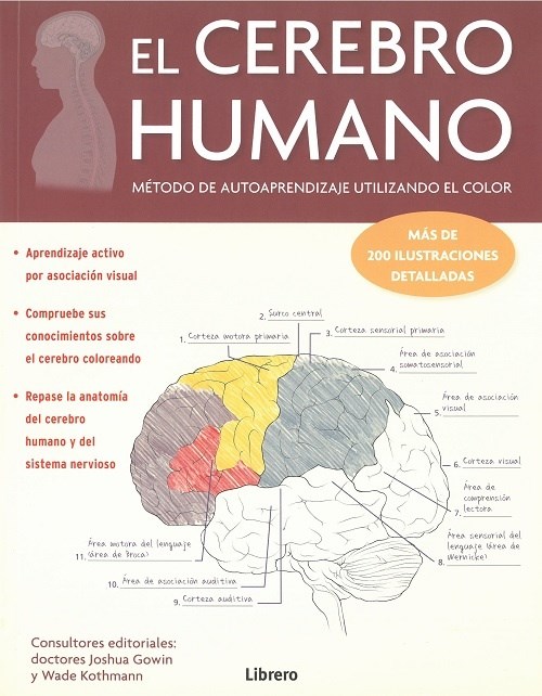 Papel Cerebro Humano, El